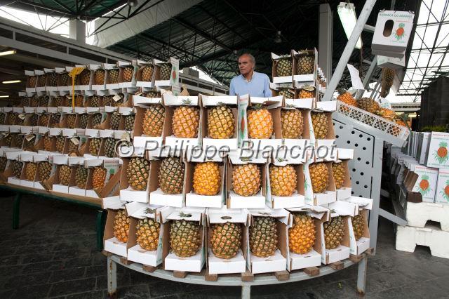 Portugal Acores 19.JPG - Portugal, Açores, île de São Miguel, marché couvert de Ponta Delgada, vendeur d'ananas des Açores